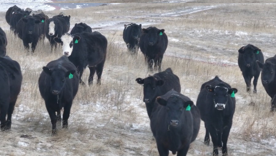 RARE FIND — 2 & 3 yr olds. Start calving mid-March.- BC1219A5